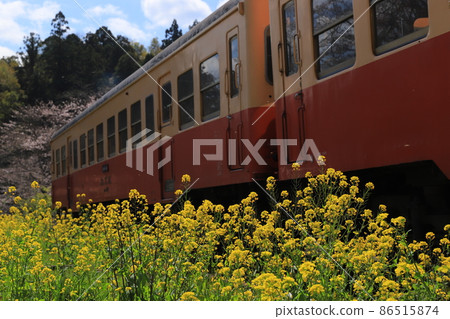 Kominato Railway, rape blossoms and cherry blossoms on the local line of the Boso Peninsula Kominato Railway, rape blossoms and cherry blossoms on the local line of the Boso Peninsula 86515874
