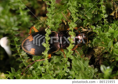 生物,昆蟲,Epomis nigricans,一厘米多一點的閃亮身體。以機翼末端的逗號或 C 形圖案為特徵 生物,昆蟲,Epomis nigricans,一厘米多一點的閃亮身體。以機翼末端的逗號或 C 形圖案為特徵 86515955