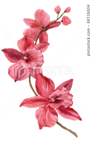 Orchid. Watercolor vintage illustration. Isolated on a white background. For your design. Orchid. Watercolor vintage illustration. Isolated on a white background. For your design. 86516004