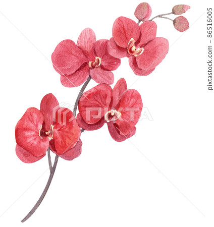 Orchid. Watercolor vintage illustration. Isolated on a white background. For your design. Orchid. Watercolor vintage illustration. Isolated on a white background. For your design. 86516005