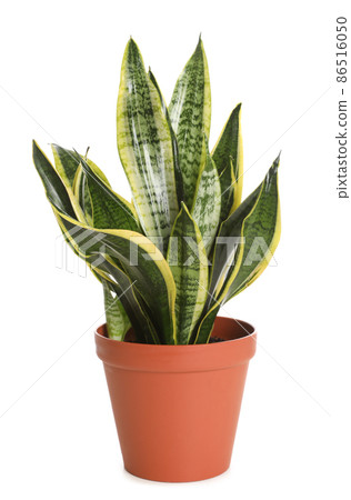 Pot with Sansevieria plant isolated on white. Home decor 86516050