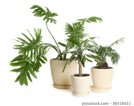 Pots with different exotic plants isolated on white. Home decor 86516051