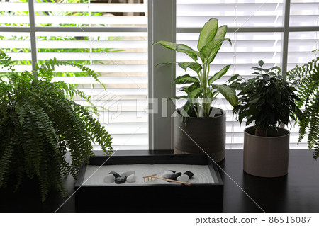 Beautiful miniature zen garden and potted plants on black table indoors Beautiful miniature zen garden and potted plants on black table indoors 86516087
