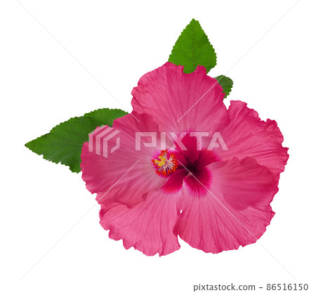 Beautiful tropical hibiscus flower isolated on white Beautiful tropical hibiscus flower isolated on white 86516150