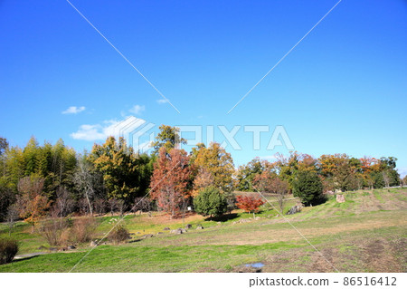 Late Autumn Park 86516412