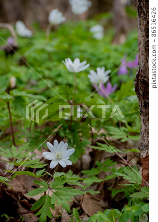 Anemone pseudoaltaica in the spring field 86516426