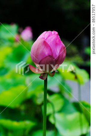 Lotus flower  86517057