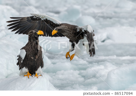 Shiretoko winter Shiretoko winter 86517094