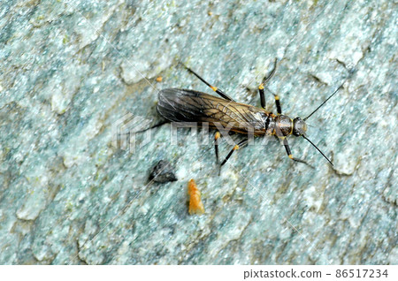 The river insects I kept have emerged 86517234