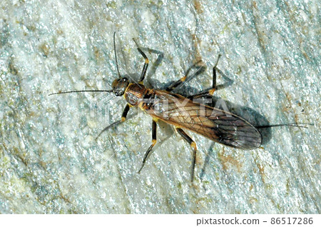 The river insects I kept have emerged 86517286