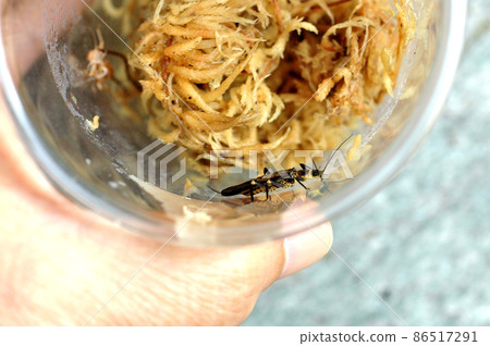 The river insects (kinpaku) I was keeping hatched in the shed. 86517291