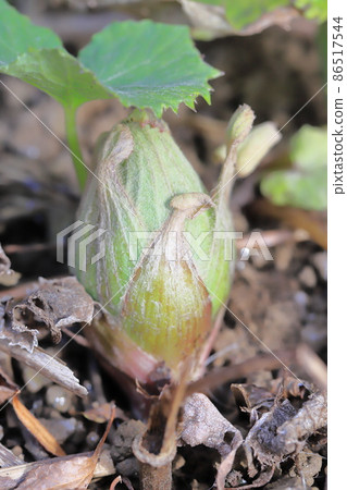 從地上冒出來的可愛的“吹之人”。 86517544