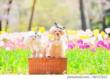 Tulips and dogs Tulips and dogs 86517621