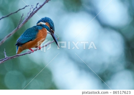 Kingfisher male perching on a branch looking for a small fish Kingfisher male perching on a branch looking for a small fish 86517623