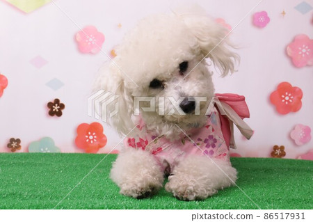 Bailey of Toy Poodle poses cutely against the background of cherry blossoms Bailey of Toy Poodle poses cutely against the background of cherry blossoms 86517931