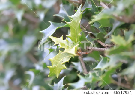 Jagged leaves of holly 86517934
