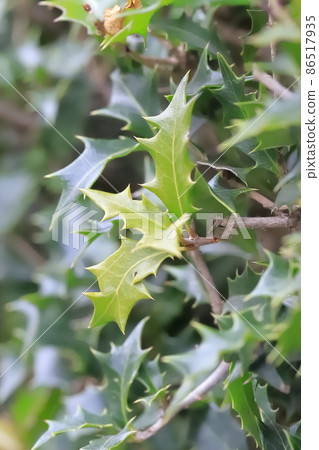Jagged leaves of holly 86517935