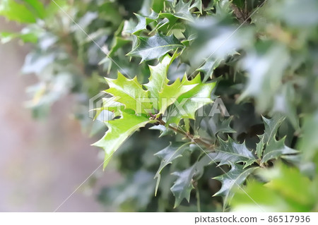 鋸齒狀的冬青葉 86517936