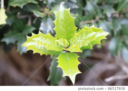 Jagged leaves of holly 86517938