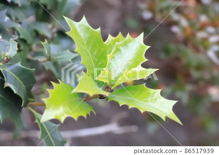Jagged leaves of holly 86517939