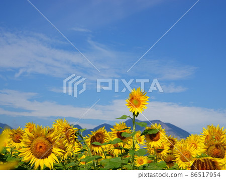 Scenery of "sunflower field" in the blue sky background 86517954