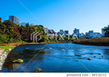 秋天從仙台廣瀨川樹木之城左岸的綠地看建築物 86518172
