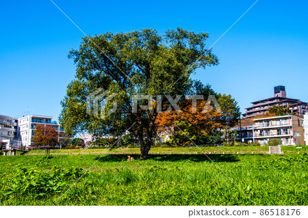 City of Trees Sendai Autumn Hirose River Left bank of green space 86518176