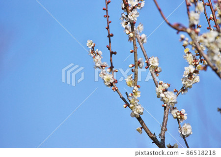 白梅花蕾和花（冬季） 86518218