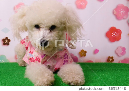 玩具貴賓犬的貝利在櫻花背景下穿著和服可愛地擺姿勢 86518448