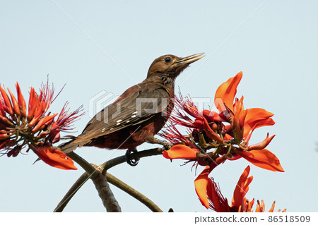 沖繩啄木鳥 沖繩啄木鳥 86518509