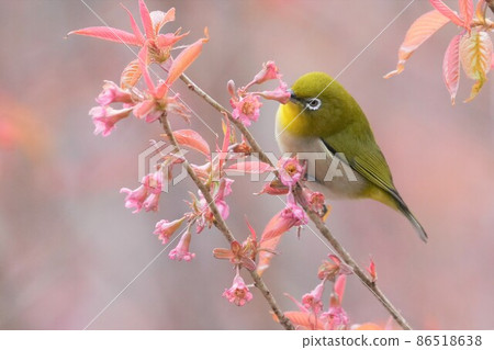 White-eye White-eye 86518638