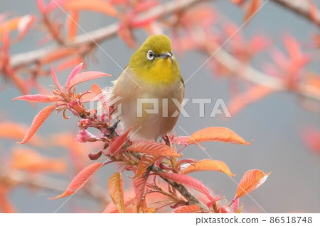 White-eye White-eye 86518748