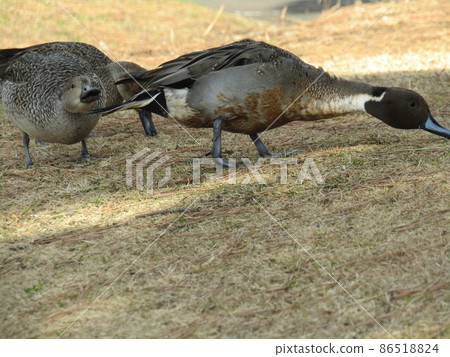 在Inage海灘公園來到池塘的冬季候鳥 86518824