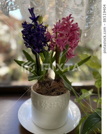 Bay window hyacinth Bay window hyacinth 86519404