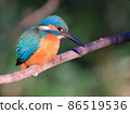 Kingfisher in Higashitakane Forest Park 86519536