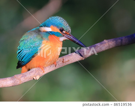 Kingfisher in Higashitakane Forest Park Kingfisher in Higashitakane Forest Park 86519536