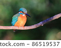 Kingfisher in Higashitakane Forest Park 86519537