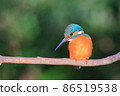 Kingfisher in Higashitakane Forest Park 86519538