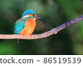 Kingfisher in Higashitakane Forest Park 86519539