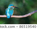 Kingfisher in Higashitakane Forest Park 86519540