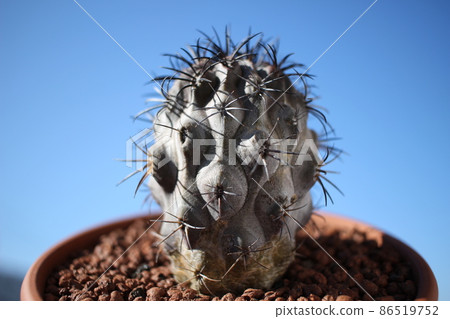 仙人掌糖菊科菊花複印機毛孔 86519752