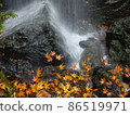 The lower part of Jikono Waterfall in the Aozawa Valley in the former Yawata Town. The contrast between the black basalt and the autumnal maple leaves is beautiful. 86519971