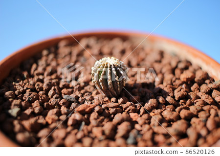 墨西哥仙人掌 86520126