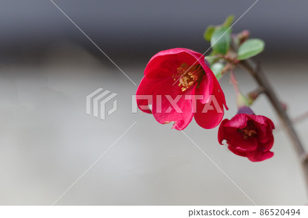 A bright red quince flower. There is a character space. 86520494