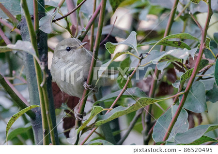 The warbler has popped out The warbler has popped out 86520495