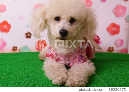 玩具貴賓犬的貝利在櫻花背景下穿著和服可愛地擺姿勢 86520675