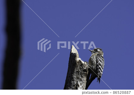 Japanese pygmy woodpecker at the tip of a branch 86520887