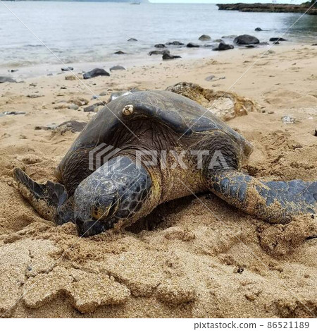 Sea turtle resting on a sandy beach 86521189