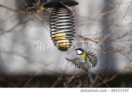 Great tit eating bird feeder food set up in a winter park 86521597