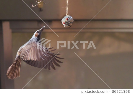 Bulbul who came to eat bird cake (wild bird kneading food) 86521598